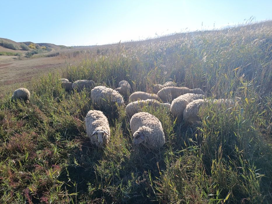 Продажа овец, ягнят, баранов