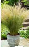 Stipa , Wiesiołek 
Wiesiołek 10 sad