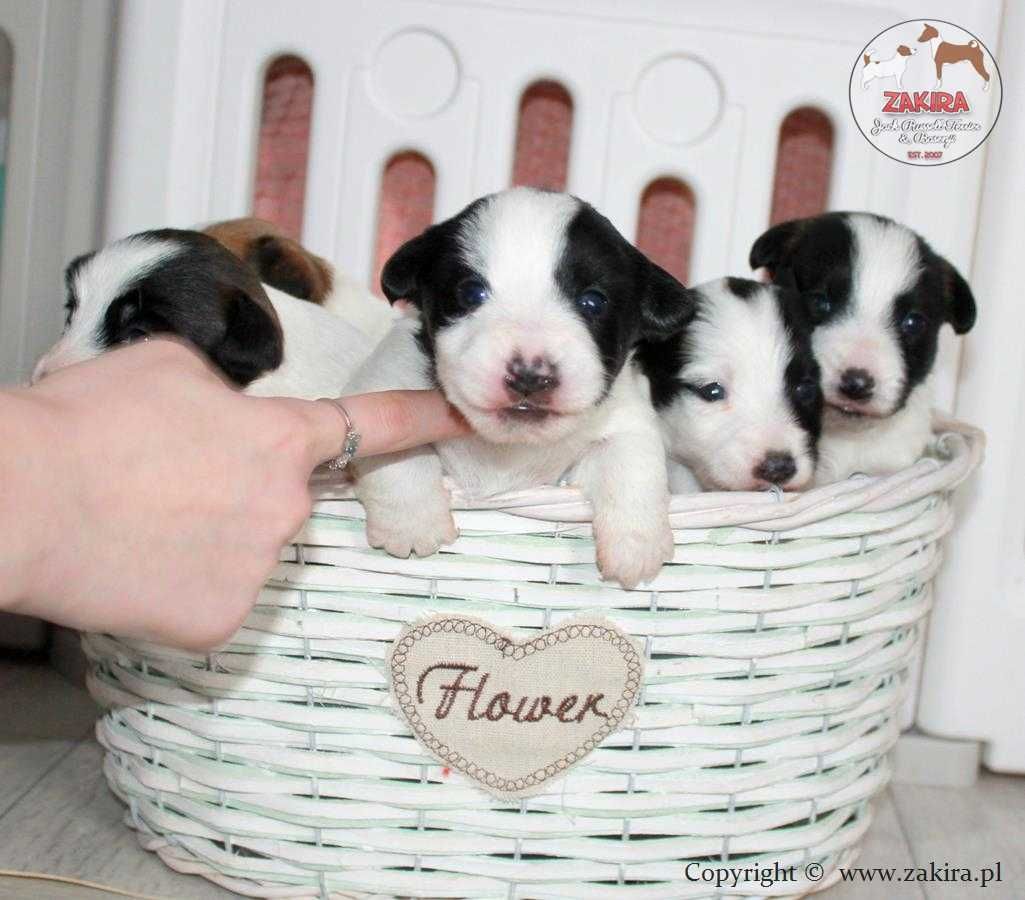 Szczenie Jack Russell Terrier po Championach, FCI ZKwP, ZIMA 2025