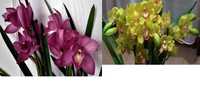 орхидея цимбидиум 3 цвета
