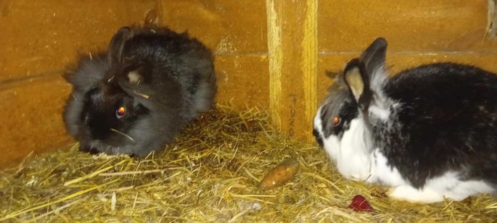 Oddam króliki  miniaturki