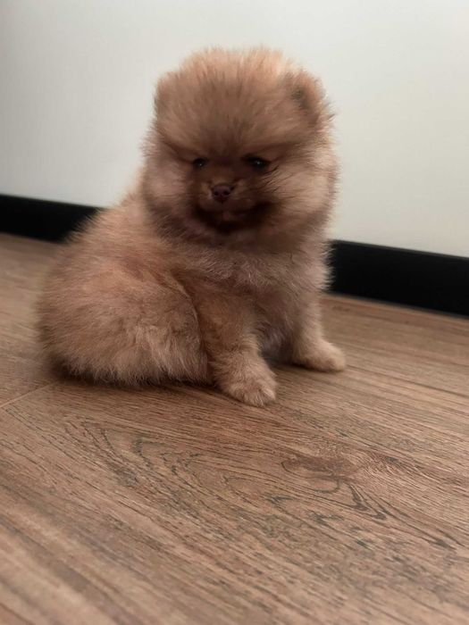 Szpic miniaturowy Pomeranian