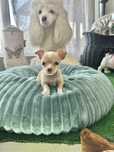 Chihuahua menino lindo