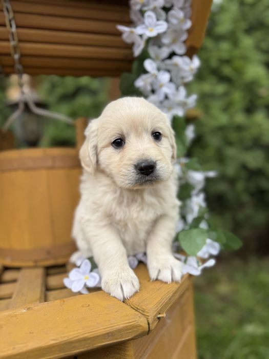 Cudowny piesek Golden Retriever biszkoptowy miś z rodowodem