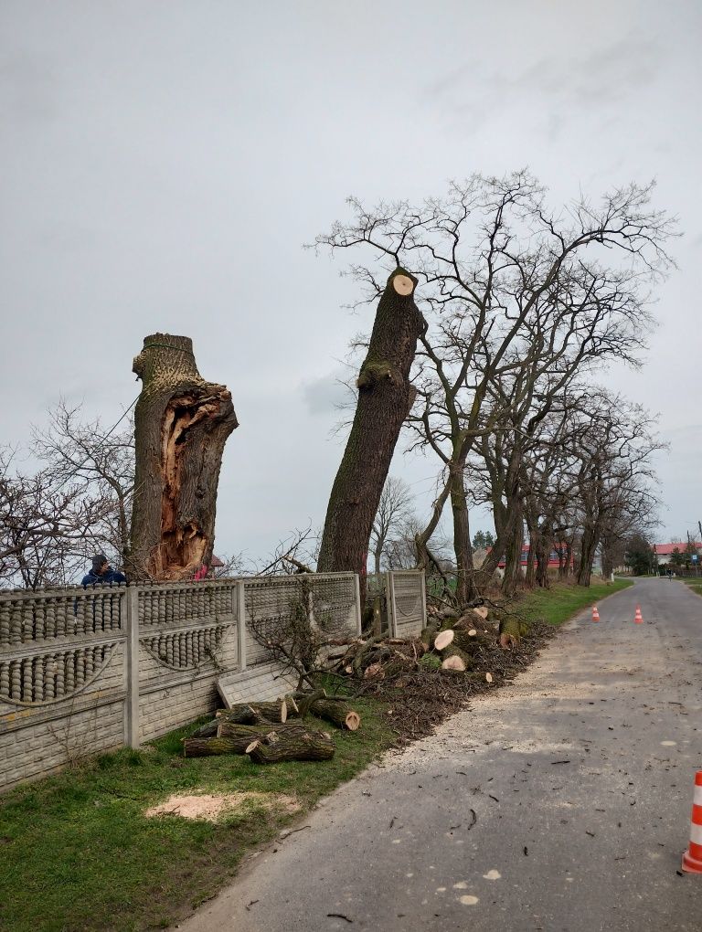 Wycinka drzew. Podnośnik koszowy. Rębak. Frezowanie Pni!