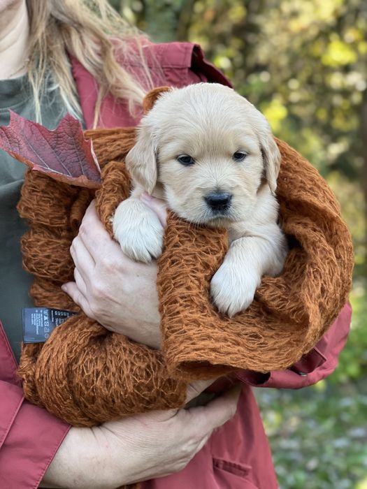 Golden Retriever ZKwP FCI