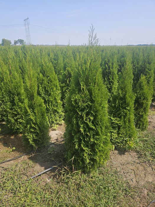 Tuja thuja szmaragd 170-180cm