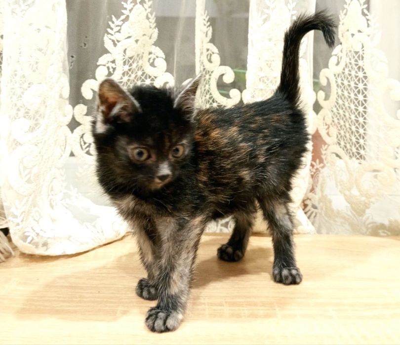 Кошеня киця 2 міс