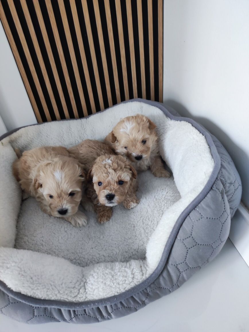Maltipoo F1 cudne szczenię