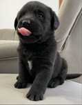 Labrador  czarna suczka
