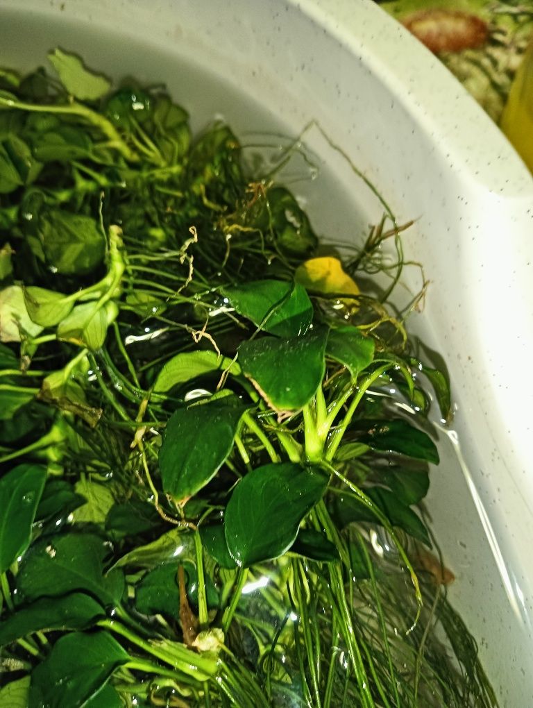 Plantas de Aquario