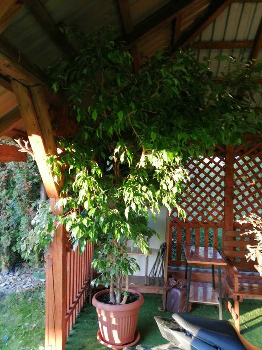 Ficus benjamina 2.5 metra