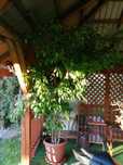 Ficus benjamina 2.5 metra