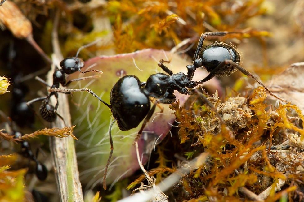 Мурахи Messor Capitatus ІСПАНІЯ | Колонії 2025| Муравьи | Фермы формик