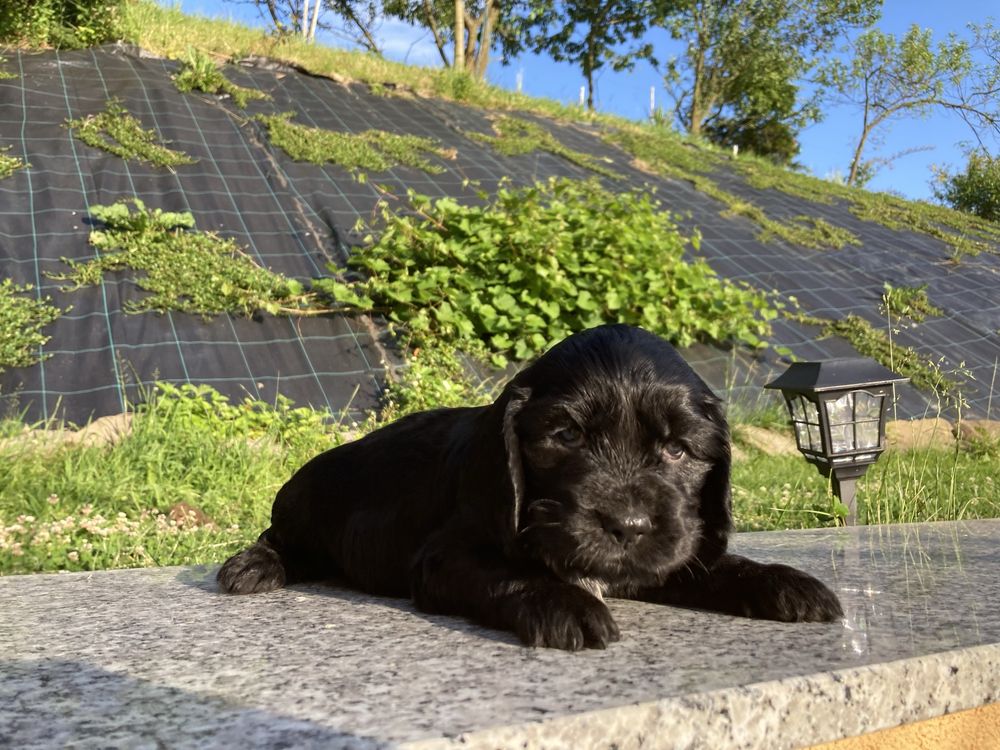 Piesek cocker spaniel angielski czarny gotowy do odbioru
