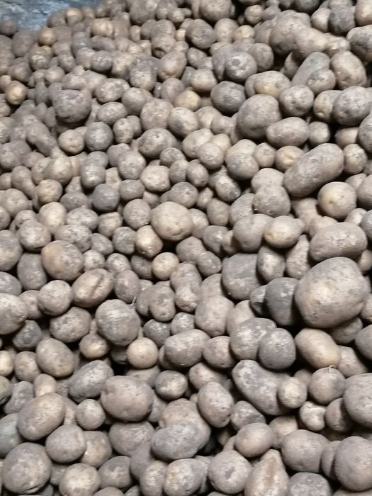 Ziemniaki jadalne Bryza