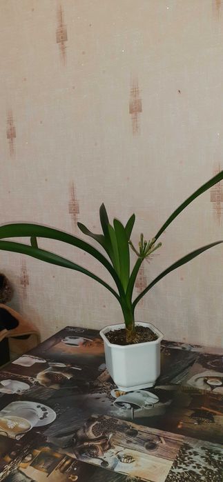 Клівія оранжева, продам