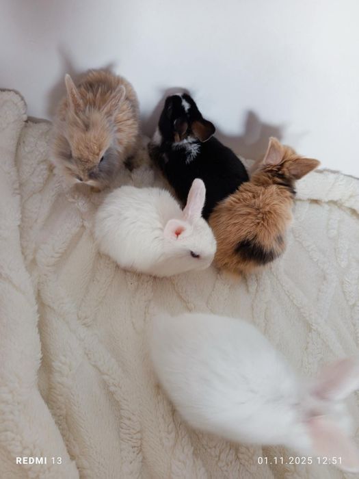 Oddam króliki w dobre ręce