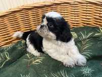 Shih tzu suczka