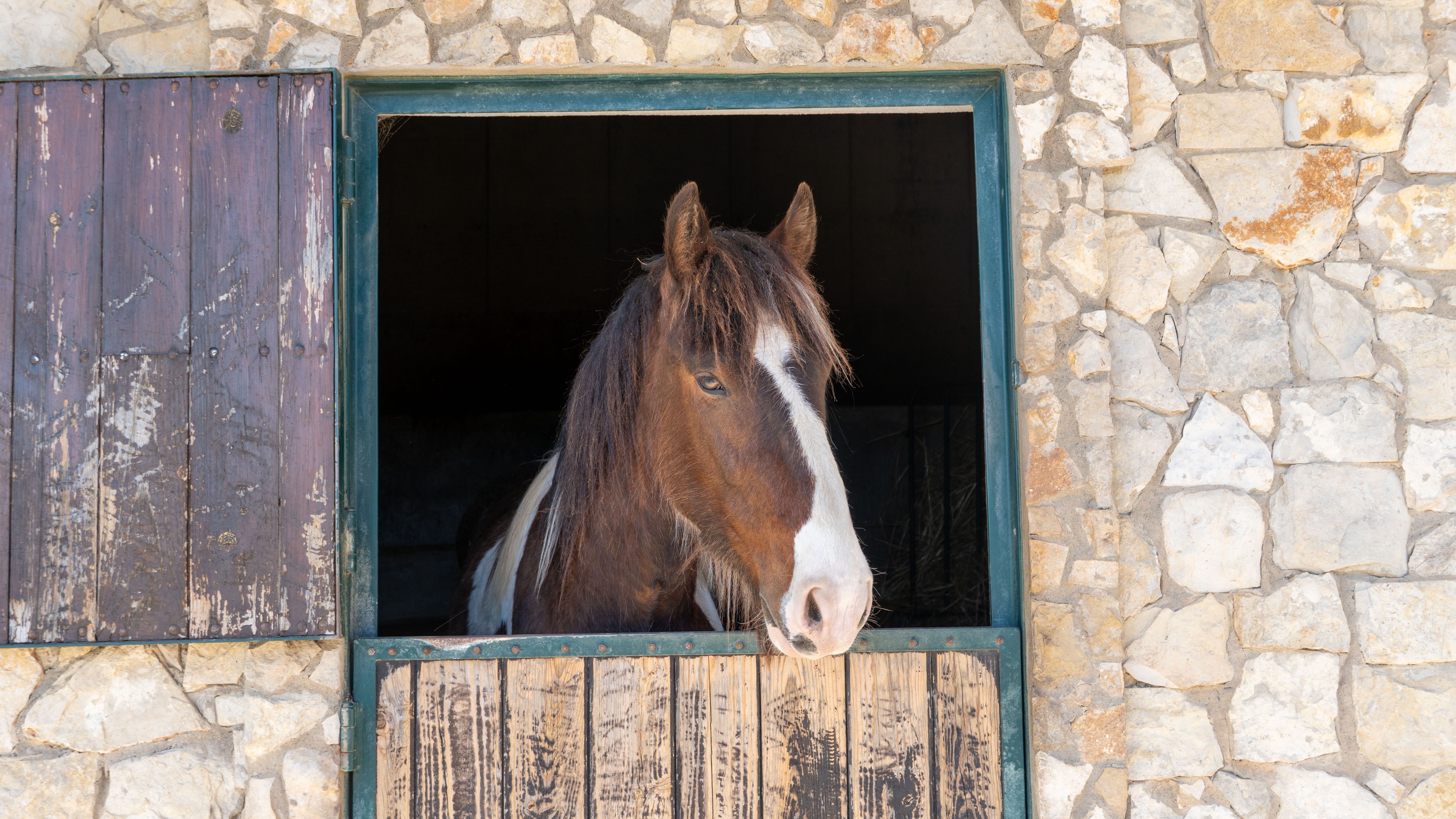 cavalo - 3-Year-Old stallion – Shire Horse x Tinker Cross
