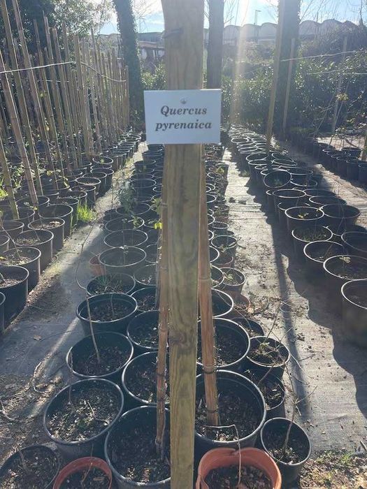 Árvore Quercus pyrenaica 40/60cm