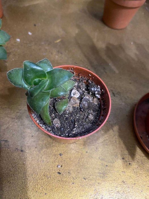 Суккуленты, комнатные растения, обмен могу рассмотреть