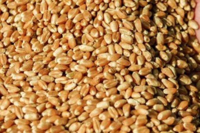 Пшениця яра озима