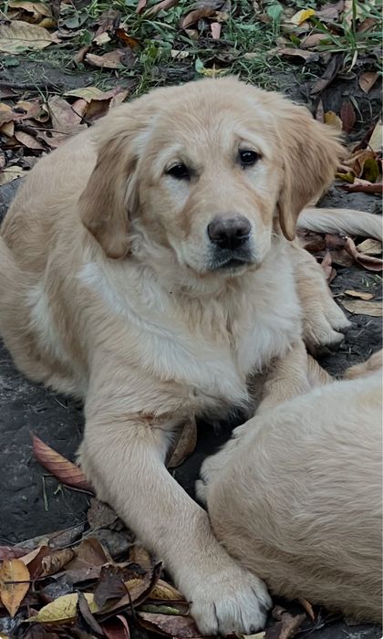 Продаються чистокровні цуценята  золотистого ретривера