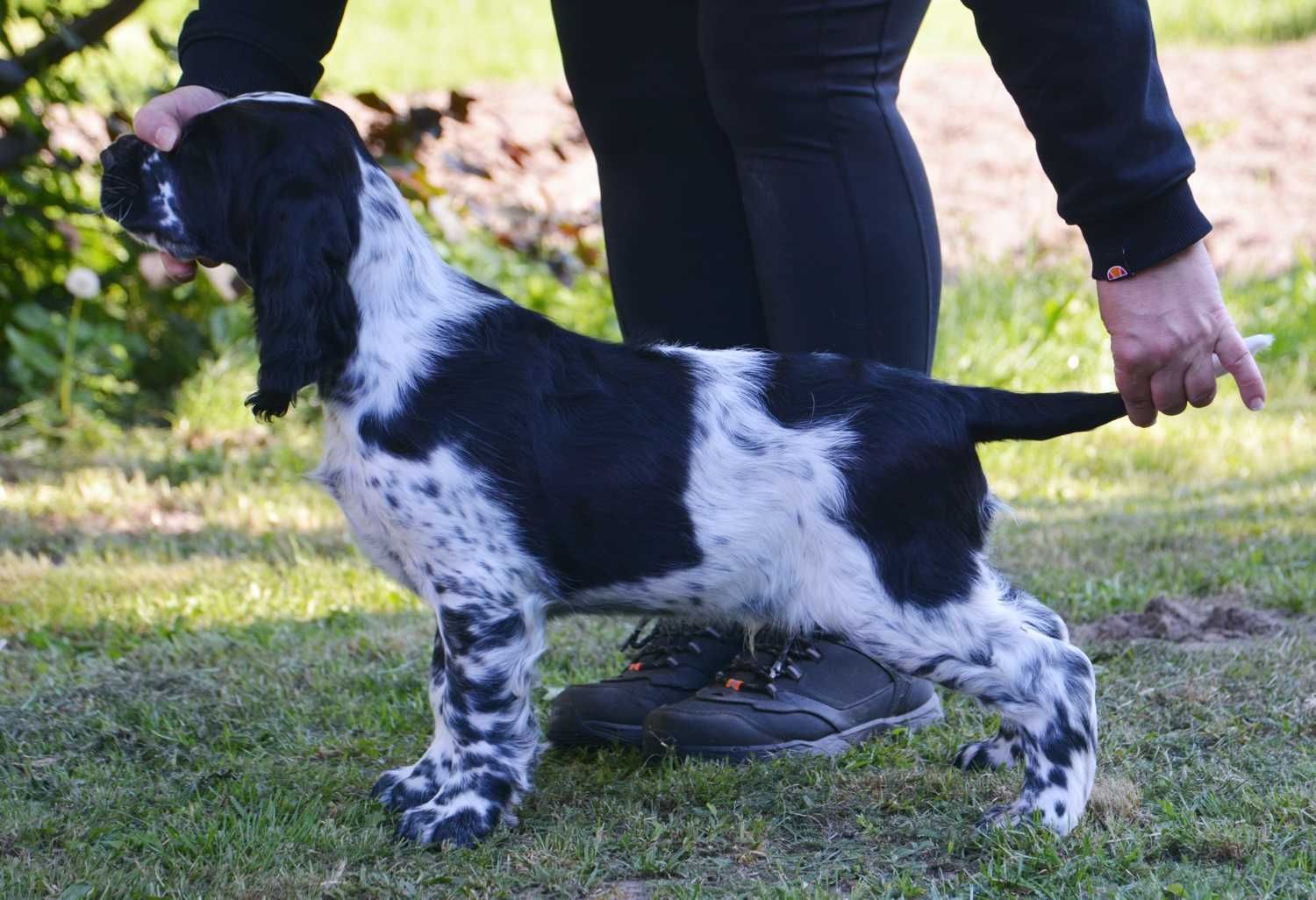 Piesek springer spaniel angielski, biało-czarny, szczenię