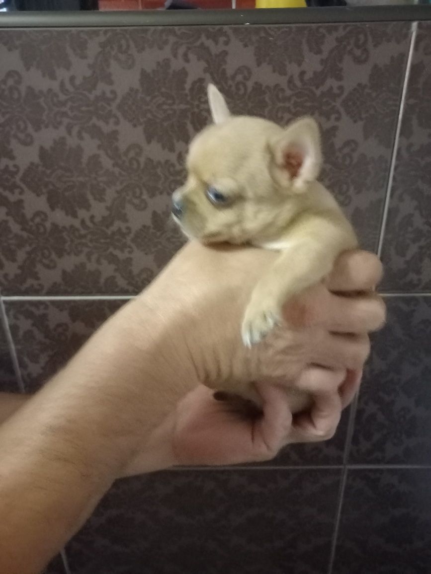 Чихуашки,дітлахи