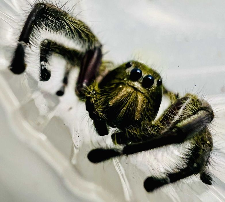 Skakun parki sub/adult Hyllus diardi