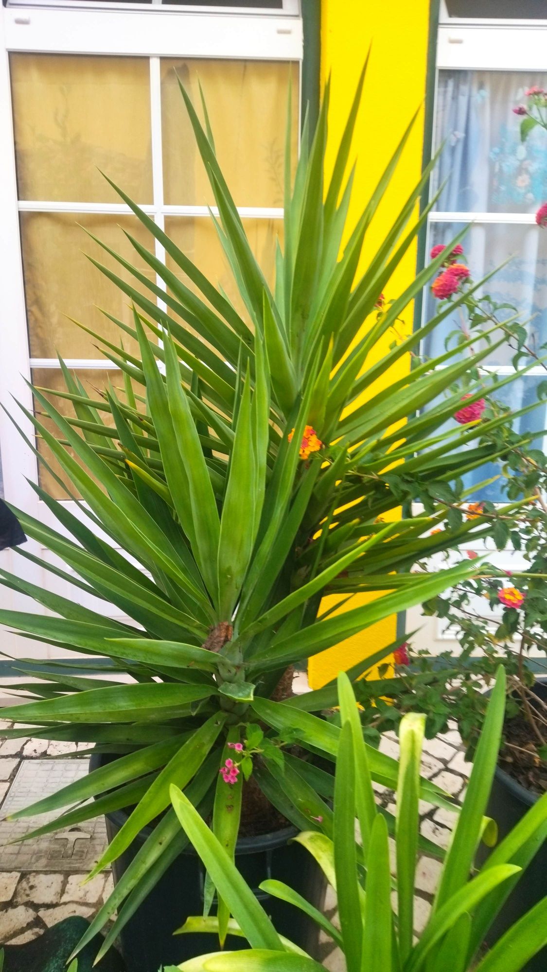 Yucca muito grande, várias hastes