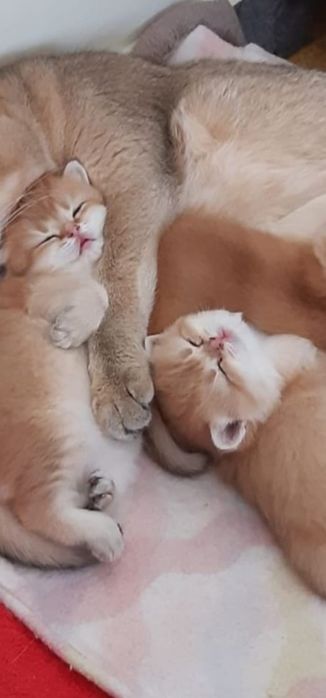 British  Shorthair Golden e silver