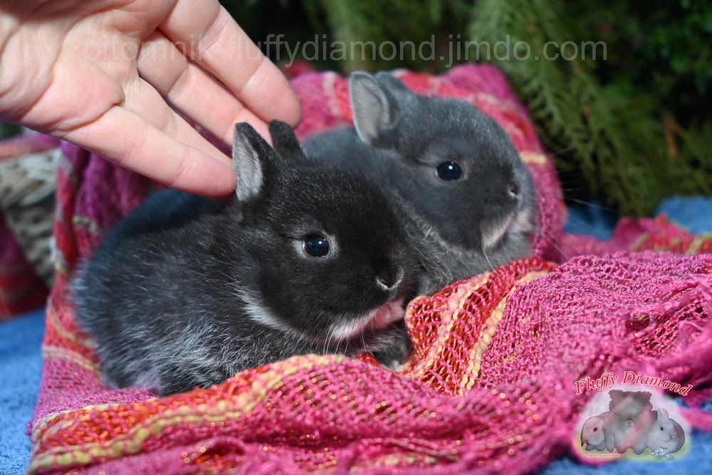 Нідерландський карлик. Кролик з маленькими вушками.