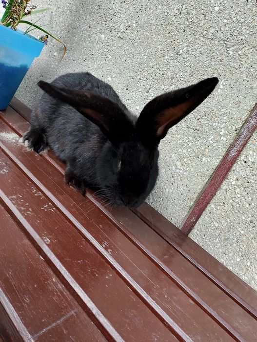 Srokacz niemiecki samiec