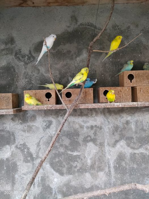 Lote 10/Piriquitos australianos