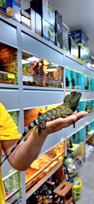 Agama agamka drakun kameleonowaty samczyk