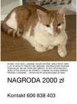 Zaginiony kotek rodzina rozpacza