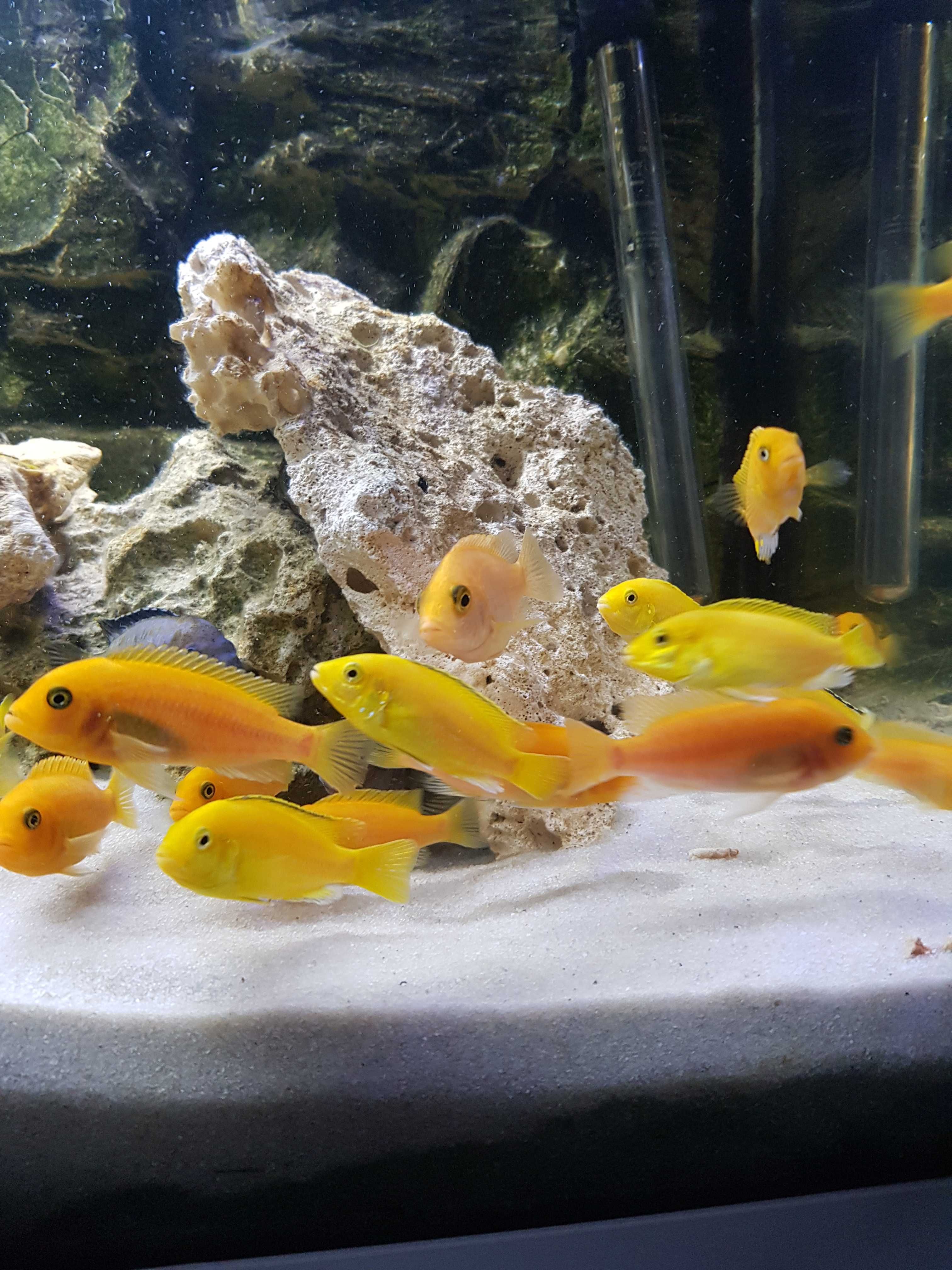 Pyszczaki Yellow, pyszczak żółty, harem 1+3
