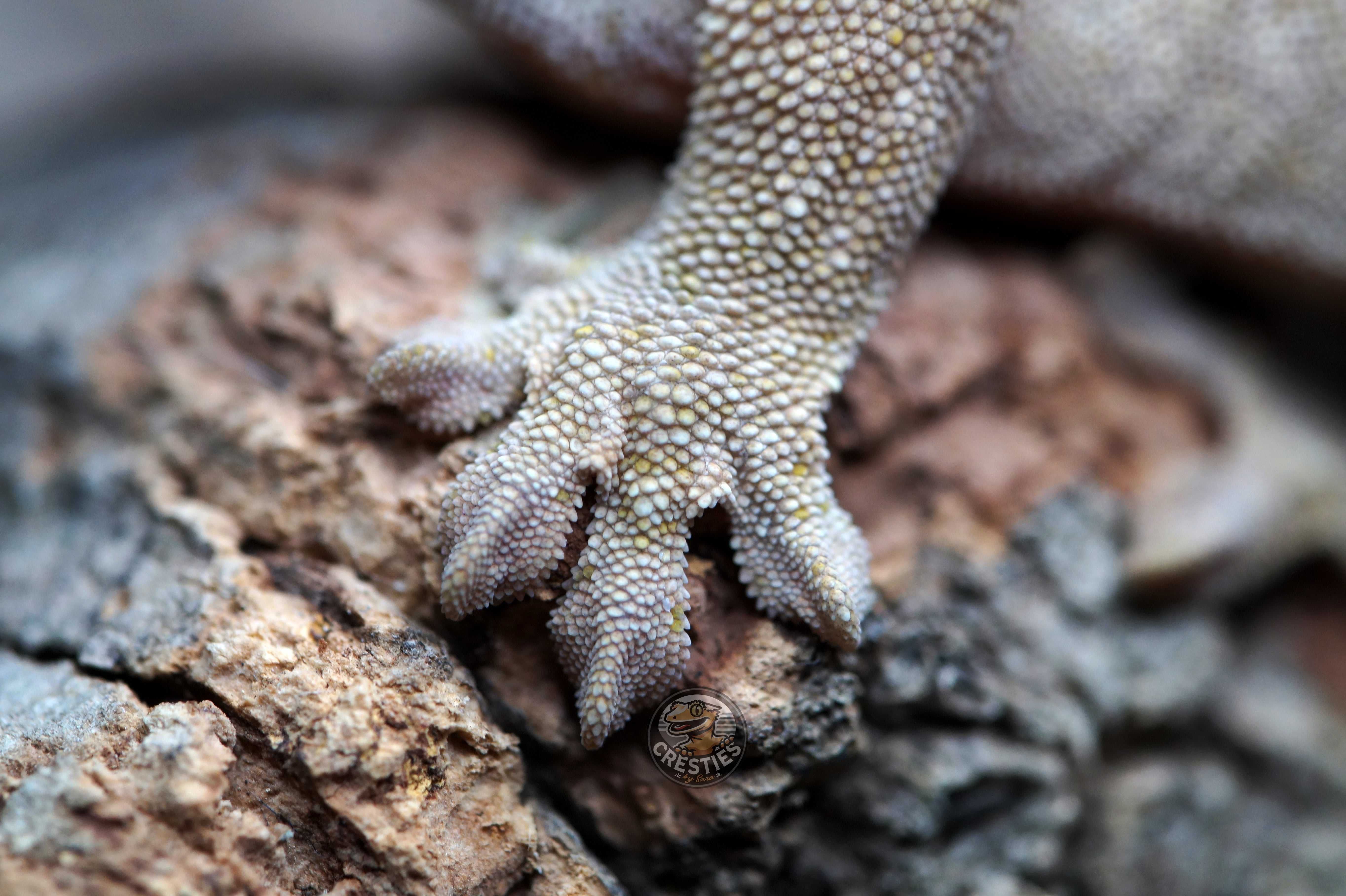 Gekon orzęsiony - Correlophus Ciliatus