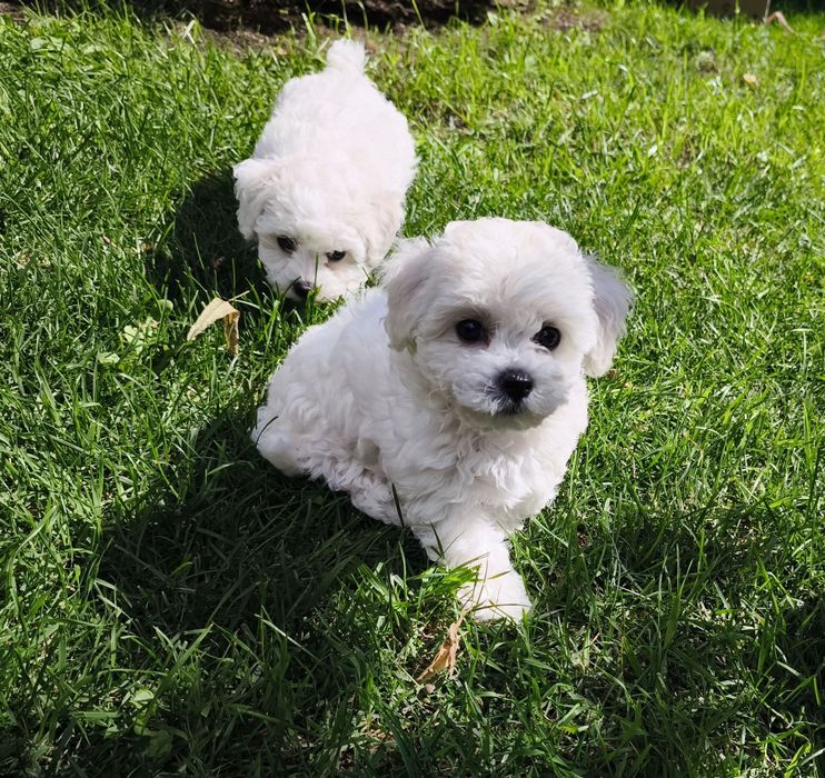 Гіпоалергенні цуценята Бішон-Фрізе (Bichon Frise)