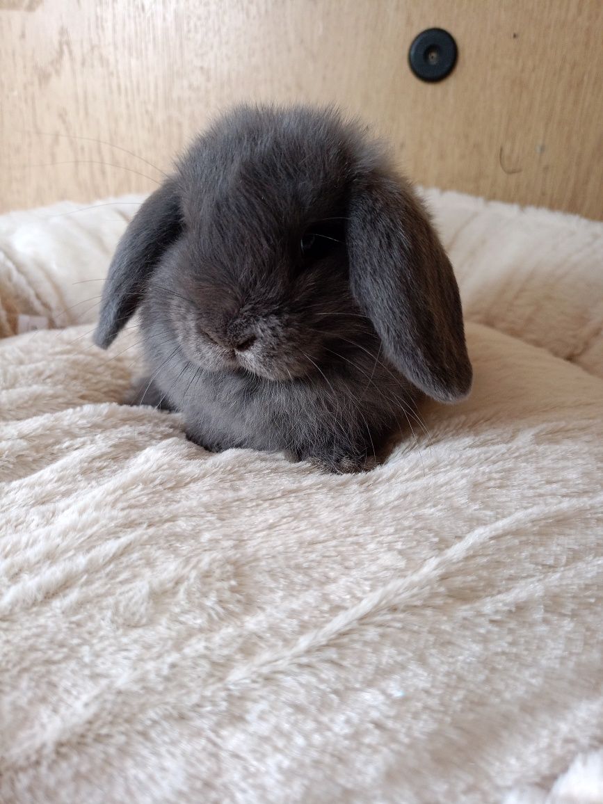 Mini lop, baranek miniatura, królik karzełek