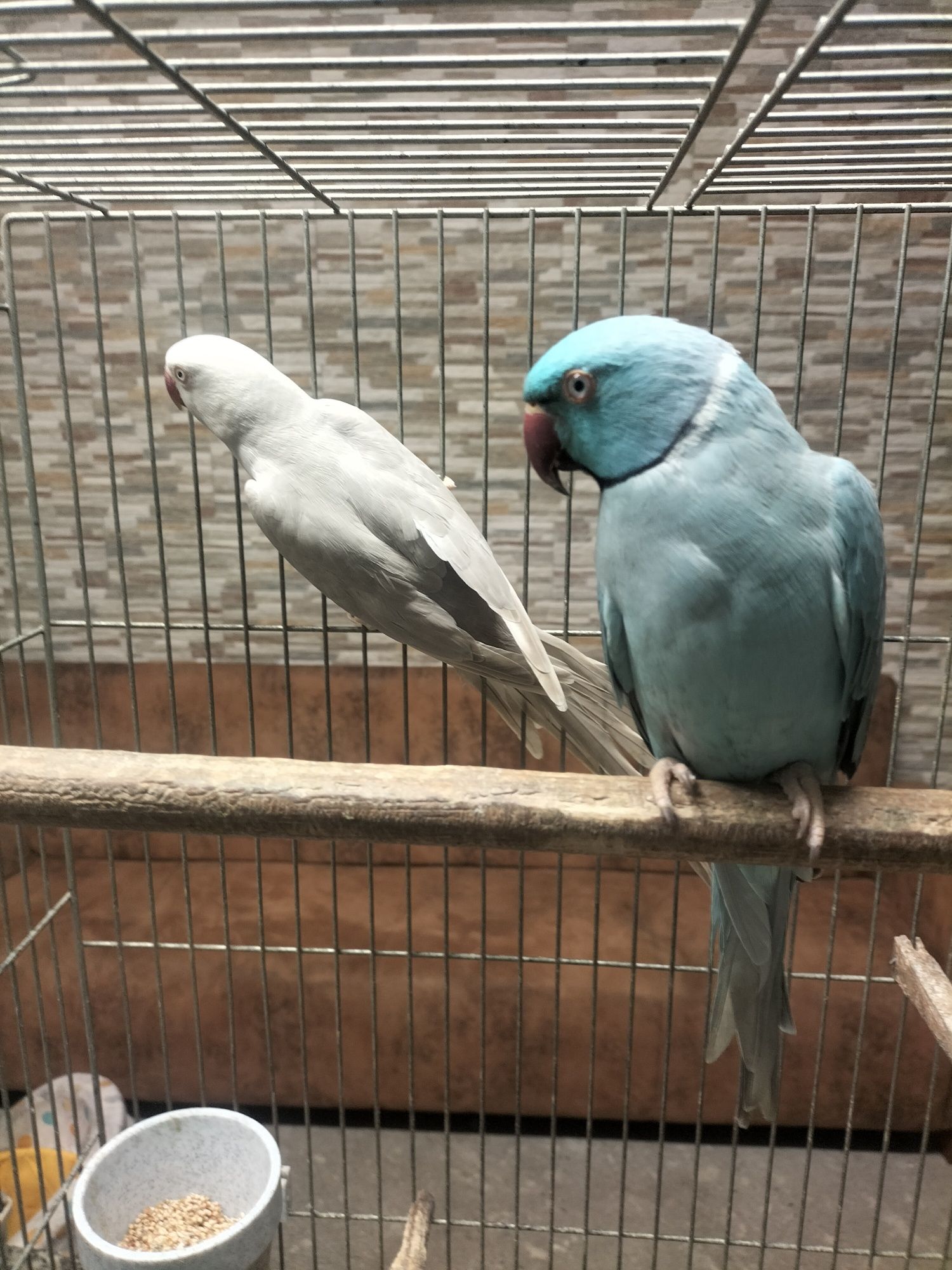Vendo casal de ring necks de 2022