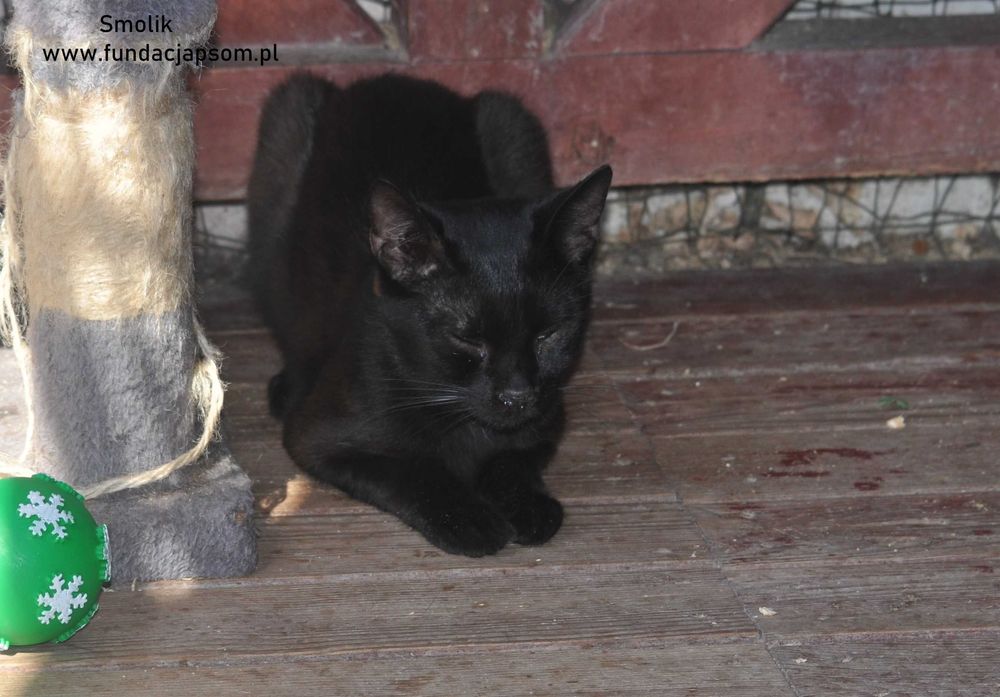 Smolik- szuka spokojnego domku