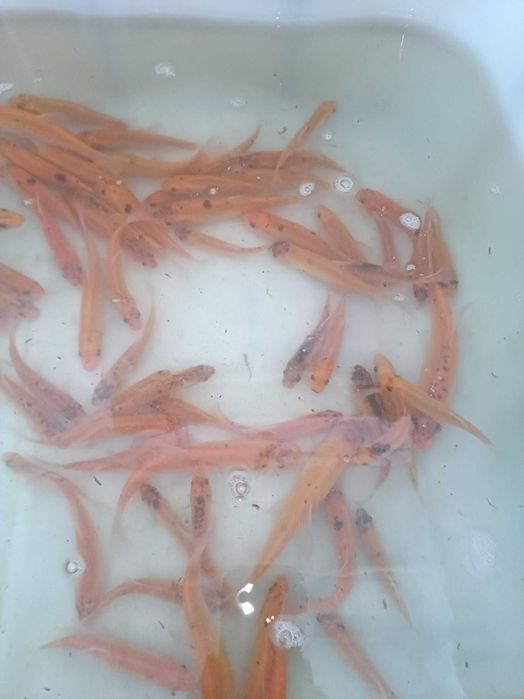 Lin Złoty do oczka wodnego Ryby do Oczek Wodnych