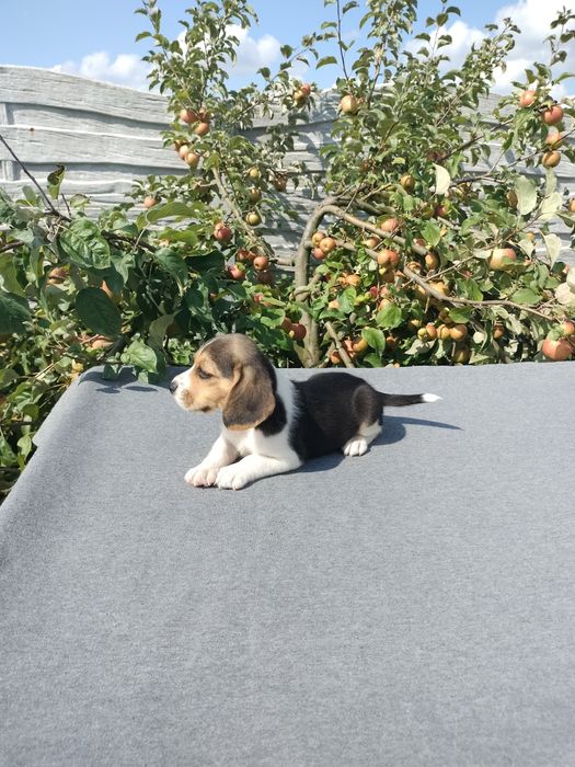 Sprzedam suczkę Beagle tri-color