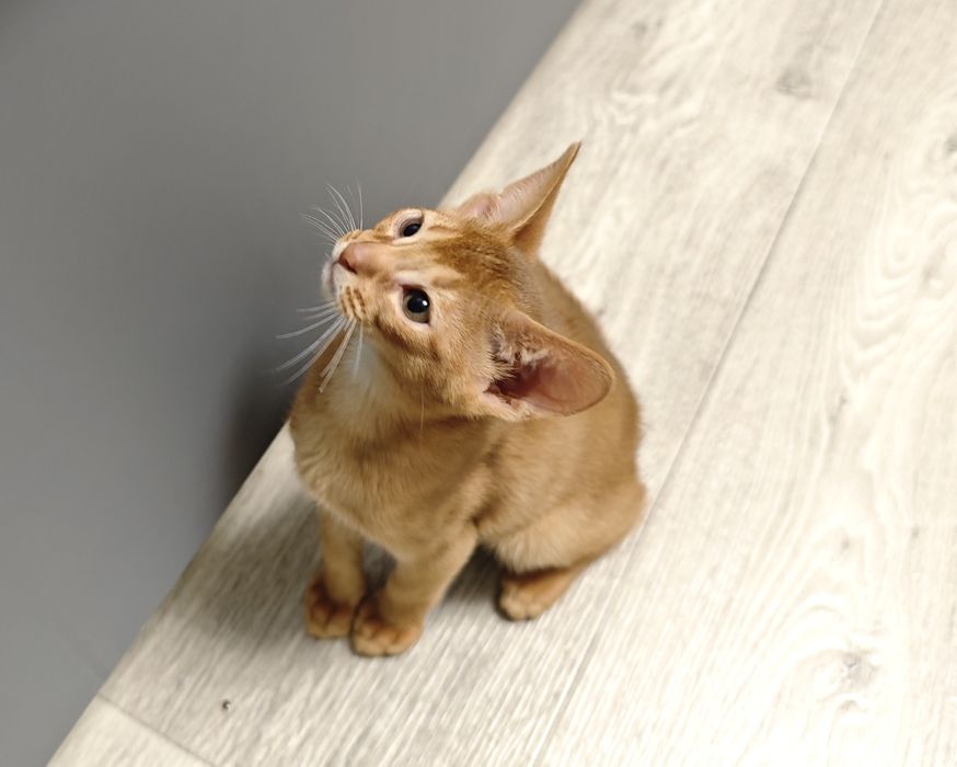 Продам абиссинских котят