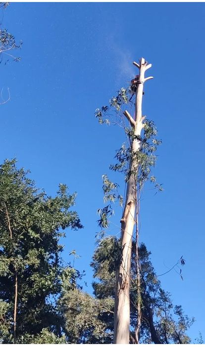 Limpeza terrenos abate, poda de árvores e aplicação de fitofarmacos