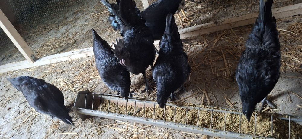 Ayam Cemani Szybka realizacija