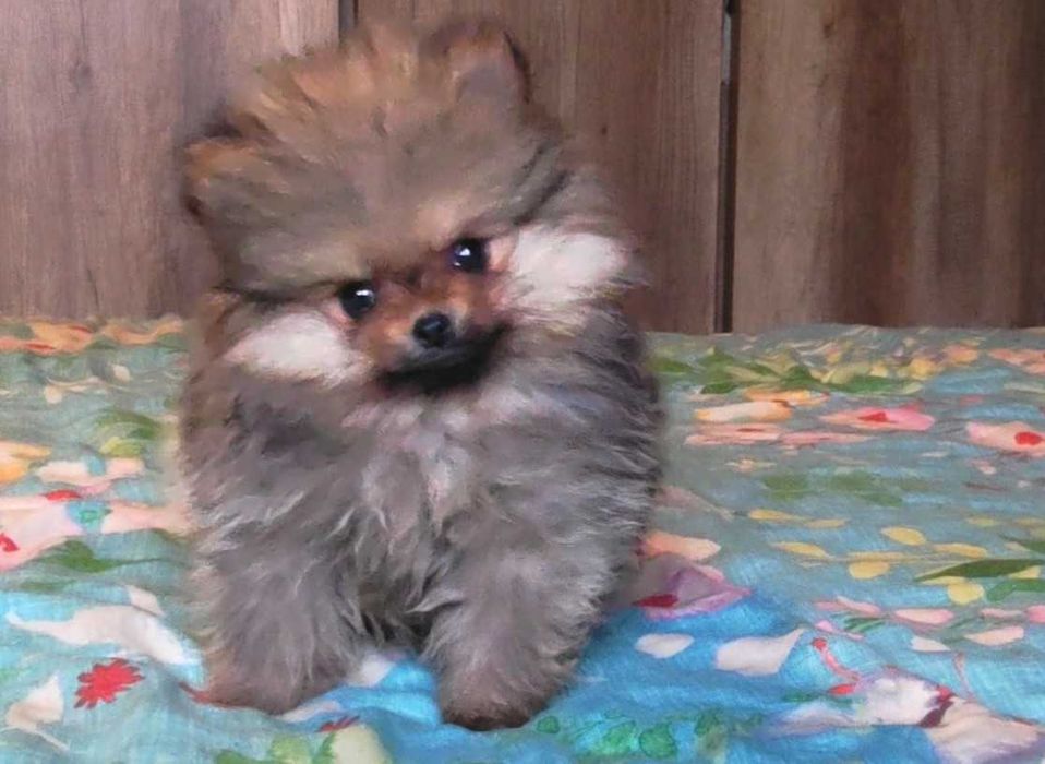 Szpic miniaturowy pomeranian - rodowód, wyprawka, paszport